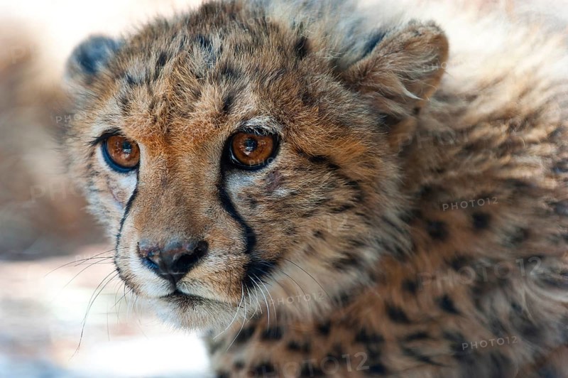 A 6-month-old cheetah (Acinonyx jubatus), young animal, predator, big cat, facial expression, head, head portrait, danger, dangerous, Namibia, Africa