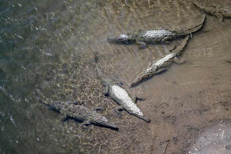 American crocodile (Crocodylus acutus) swimming in the water, from above, Rio Tarcoles, Carara National Park, Puntarenas Province, Costa Rica, Central America