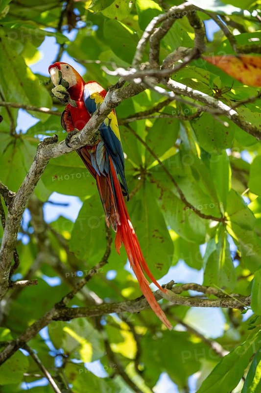 Scarlet macaws (Ara macao) in bengal almond (Terminalia catappa), Puntarenas province, Costa Rica, Central America