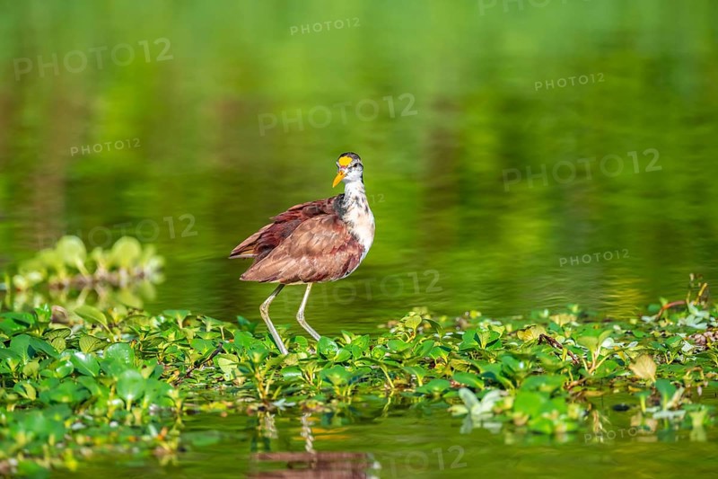 Yellow-fronted Jacana runs on aquatic plants, Tortuguero National Park, Costa Rica, Central America