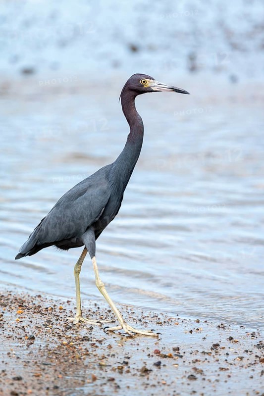 Little blue heron (Egretta caerulea), walking on the beach in the water, Corcovado National Park, Osa, Puntarena Province, Costa Rica, Central America