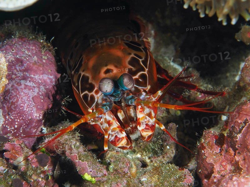 Close-up of a clown mantis shrimp (Odontodactylus scyllarus) in a coral environment, dive site Toyapakeh, Nusa Ceningan, Nusa Penida, Bali, Indonesia, Asia
