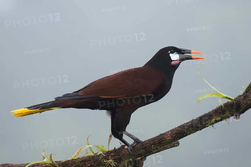Montezuma's forehead bird (Gymnostinops montezuma), Costa Rica, Central America