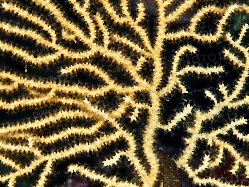 Close-up of yellowish gorgonian structure with fine branching, yellow gorgonian (Eunicella cavolinii) in the Mediterranean Sea near Hyères. Dive site Les Grottes, Giens peninsula, Provence Alpes Côte d'Azur, France, Europe