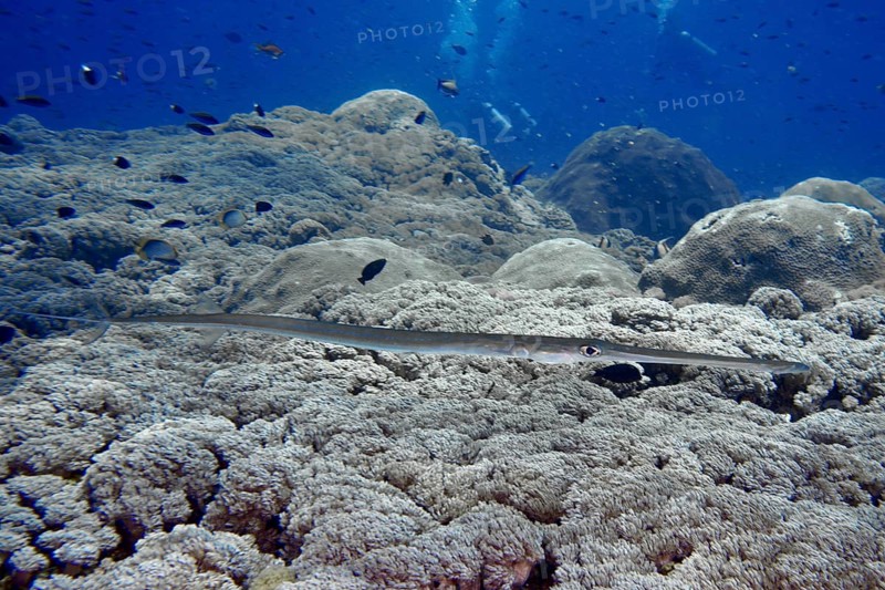 A slender fish, soft flutefish (Fistularia commersonii), moves across a vast coral landscape, dive site SD, Nusa Ceningan, Nusa Penida, Bali, Indonesia, Asia
