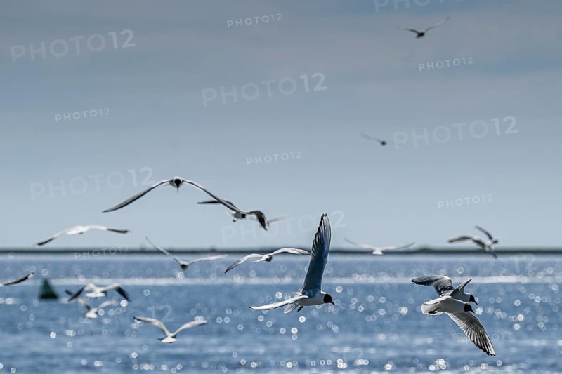 Seagulls in flight, in the background Hallig Hooge, North Frisia, Schleswig-Holstein, Germany, Europe