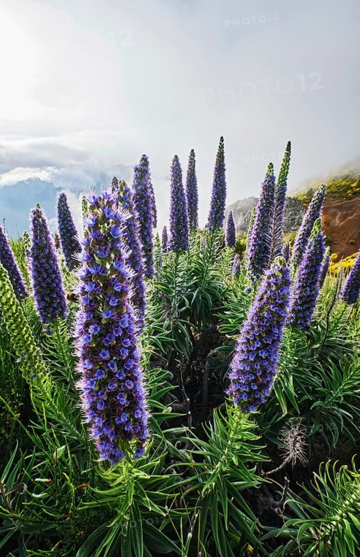 Madeira landscape with Pride of Madeira flowers and blooming Cytisus shrubs and mountains in clouds. Miradouros do Paredao, Madeira island, Portugal, Europe