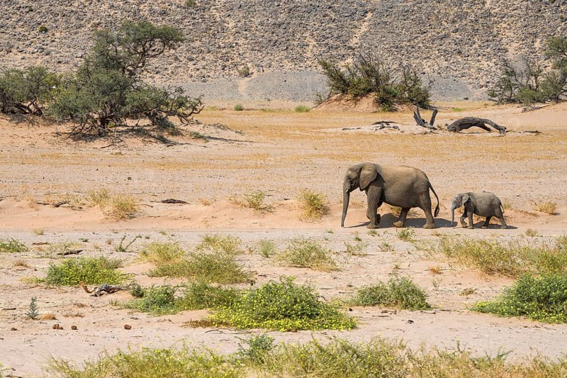 Desert elephants (Loxodonta africana) in the Huab dry river, Damaraland, Kunene region, Namibia, Africa
