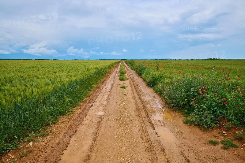 A rural country lane between green fields under a cloudy sky after a rain shower, summer, Valensole, Alpes-de-Haute-Provence, Provence-Alpes-Cote d'Azur, France, Europe