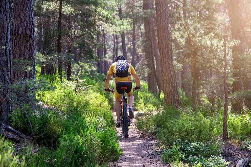Mountain bikers in the Palatinate Forest on the way to Hohe Loog near Neustadt an der Weinstraße