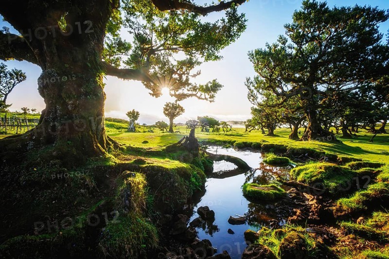 Centuries-old til trees in fantastic magical idyllic Fanal Laurisilva forest on sunset. Madeira island, Portugal, Europe