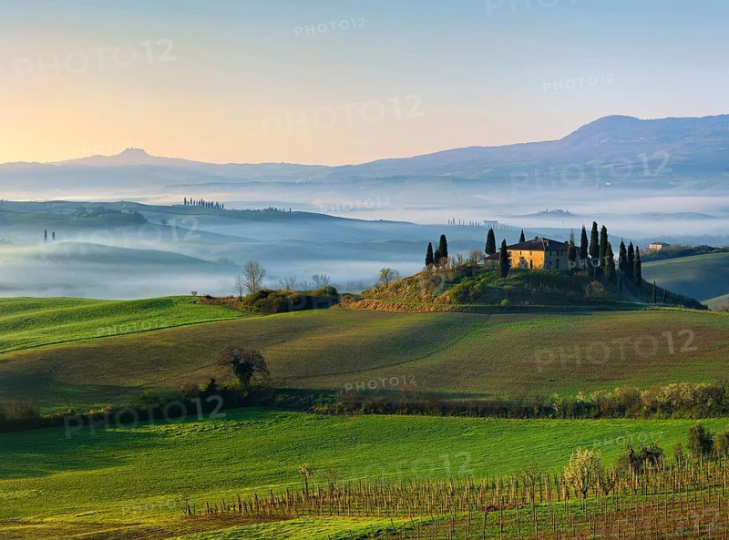 View over vineyard to Podere Belvedere surrounded by cypresses, morning mist in Val d'Orcia, UNESCO World Heritage Site, Province of Siena, San Quirico d'Orcia, Tuscany, Italy, Europe