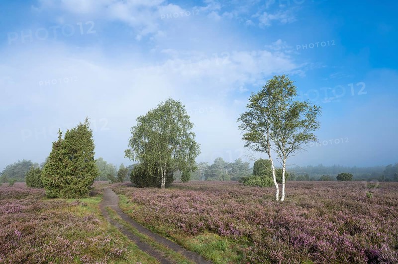 Path through heathland, flowering heather (Calluna vulgaris), birch (Betula), juniper (Juniperus communis), blue sky, Lüneburg Heath, Lower Saxony, Germany, Europe