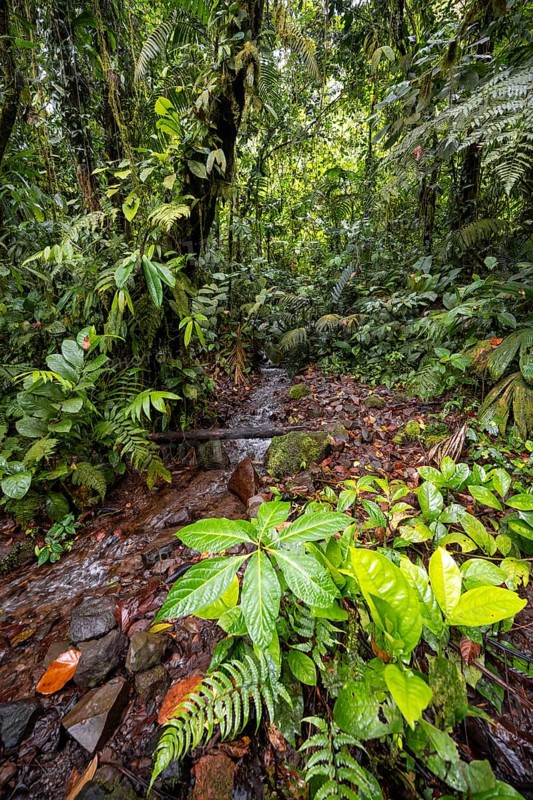 Small stream in the tropical rainforest, dense green vegetation, Laguna de Hule, Refugio Nacional de Vida Silvestre Mixto Bosque Alegre, Alajuela province, Costa Rica, Central America