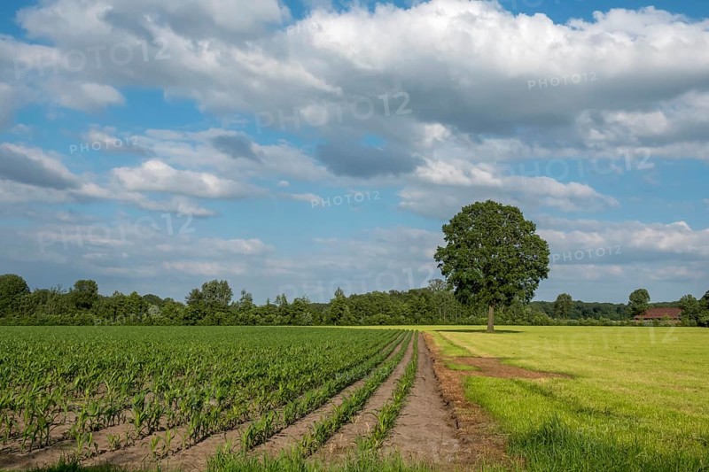 Green fields and a lonely row of trees under a blue sky with clouds, Ahaus, Münsterland, North Rhine-Westphalia, Germany, Europe