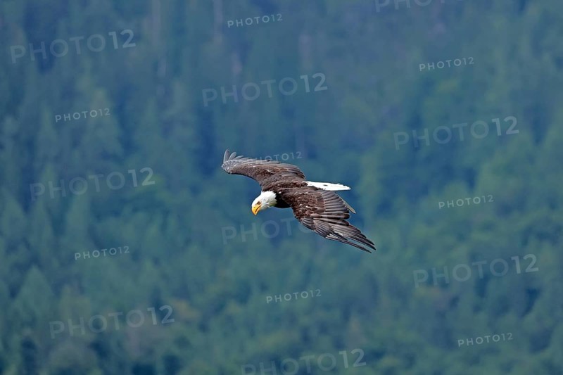 Bald eagle (Haliaeetus leucocephalus), flying, Hohenwerfen Castle, Salzburger Land, Austria, Europe