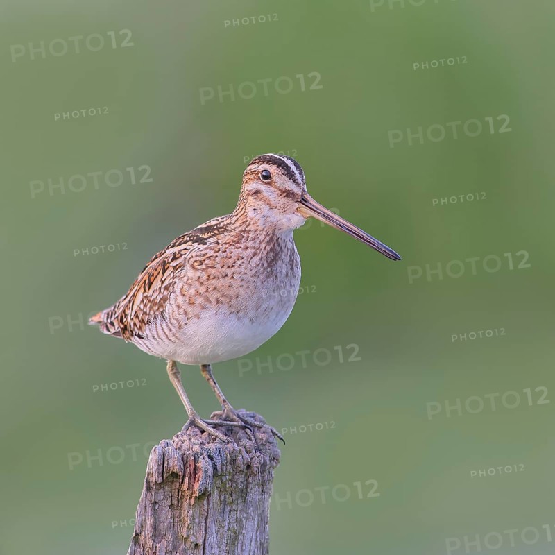 Snipe (Gallinago gallinago), standing on a wooden fence post, snipe birds, wildlife, nature photography, Ochsenmoor, Naturpark Dümmer See, Hüde, Lower Saxony, Germany, Europe