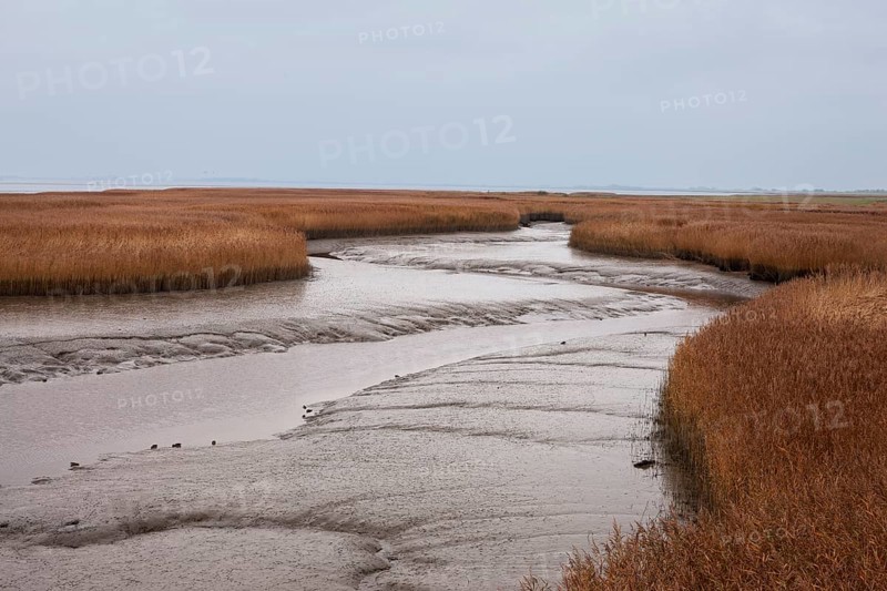 Low water, reed, mudflats, Dollart, Nieuwe Statenzijl, Netherlands