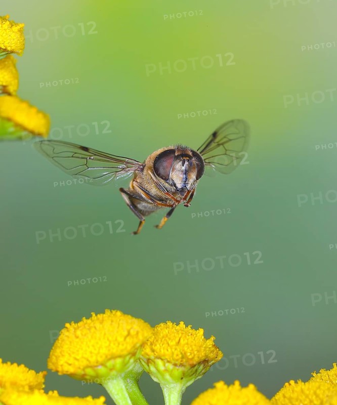 Dung bee or dronefly (Eristalis tenax), in flight, over flowers of tansy (Tanacetum vulgare, highspeed nature photo, flight photo, wildlife, insects, hoverflies, Siegerland, North Rhine-Westphalia, Germany, Europe