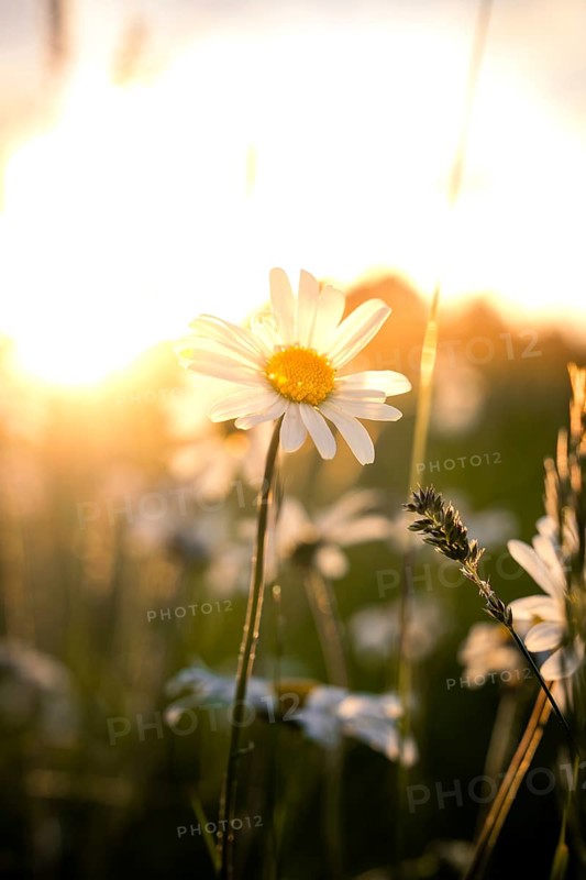 A daisy blooms in the golden light of sunset, surrounded by a peaceful field full of flowers, Black Forest, Gechingen, Germany, Europe