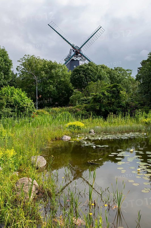 Pond with water lilies, historic windmill, park at the mill, Wyk, Föhr, North Sea island, North Frisia, Schleswig-Holstein, Germany, Europe