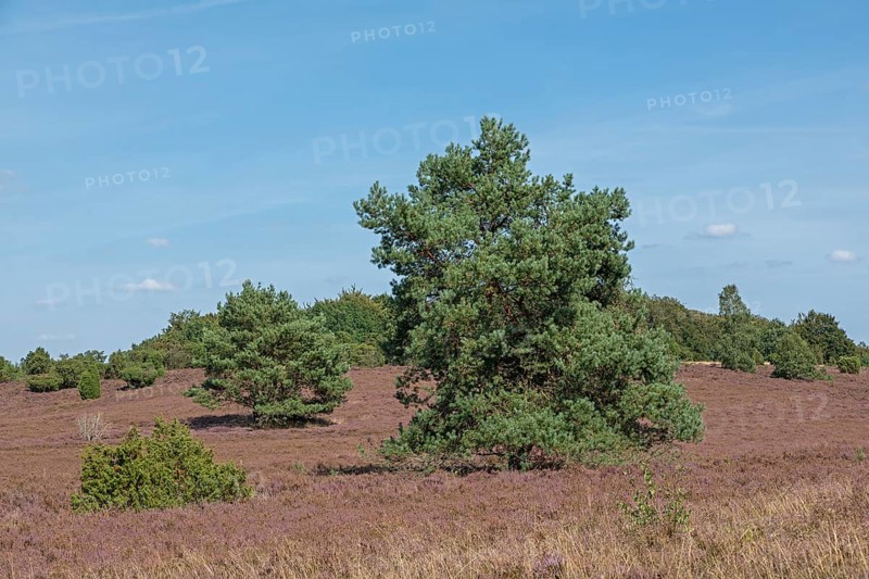 Heather blossom, trees, pine, Wilseder Berg near Wilsede, Bispingen, Lüneburg Heath, Lower Saxony, Germany, Europe