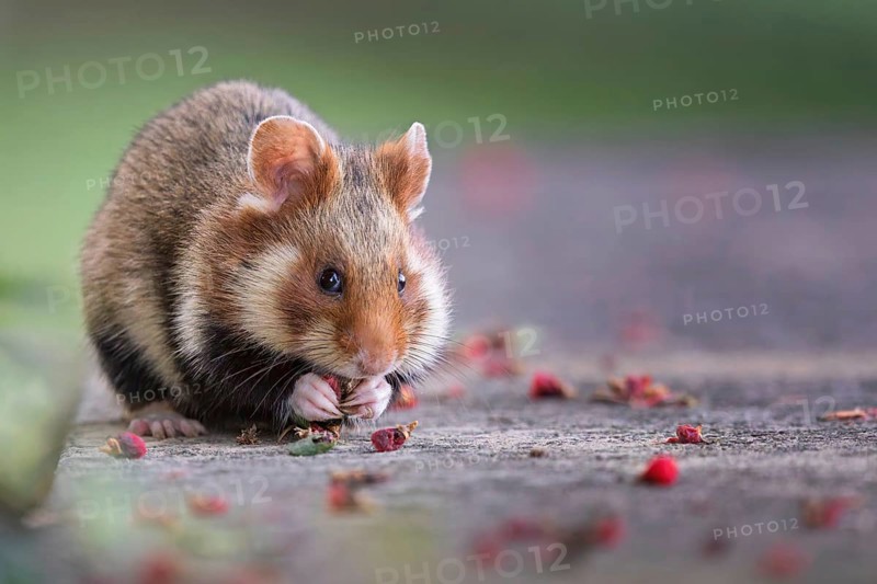 Field hamster (Cricetus cricetus) European hamster, rodent, crepuscular and nocturnal territorial loner, foraging, Austria, Europe