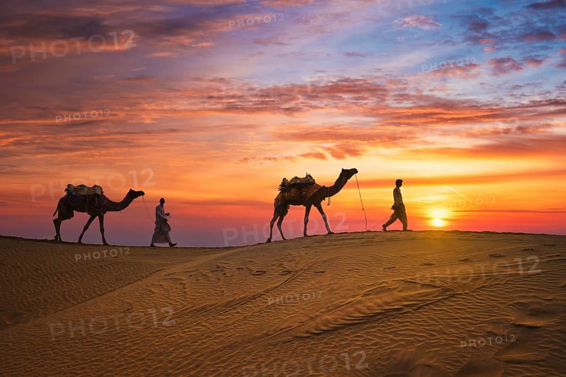 Indian cameleers camel drivers bedouin with camel silhouettes in sand dunes of Thar desert on sunset. Caravan in Rajasthan travel tourism background safari adventure. Jaisalmer, Rajasthan, India, Asia