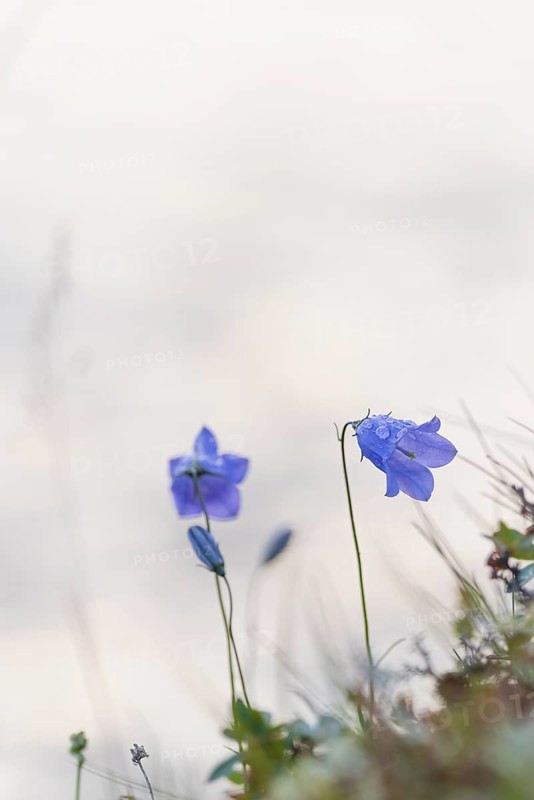 Harebell (Campanula rotundifolia), Rondane National Park, Venabygdsfjell, Rondafjell, Enden, Ringebu, Innlandet, Norway, Europe