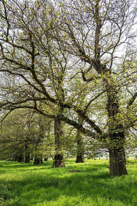Tree avenue, sweet chestnut, chestnuts, Schloss Dyck, Jüchen, Lower Rhine, North Rhine-Westphalia, Germany, Europe