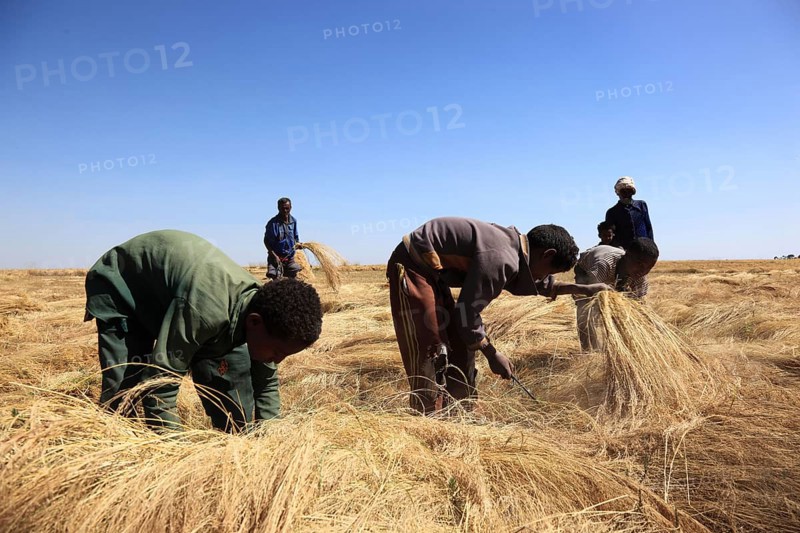 Amhara region, farmers harvesting teff, teff, tef, dwarf millet, Eragrostis tef, seeds are gluten-free and rich in essential fatty acids. This type of millet is the most important grain in Ethiopia, where it is processed into flatbread and beer and used as animal feed., Ethiopia, Africa