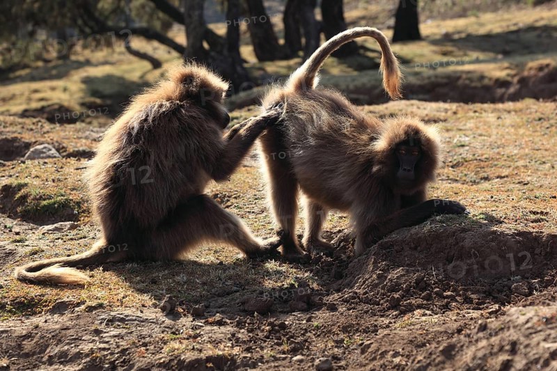 In the highlands of Abyssinia, in the Semien Mountains, landscape in the Semien Mountains National Park, blood-breasted baboons, Theropithecus gelada, rare primate species in the highlands of Ethiopia, cheek pouch monkey, delousing each other, Ethiopia, Africa