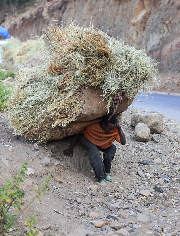 In the highlands between Mekele and Lalibela, farmer carries his cut grain home on his back, Ethiopia, Africa