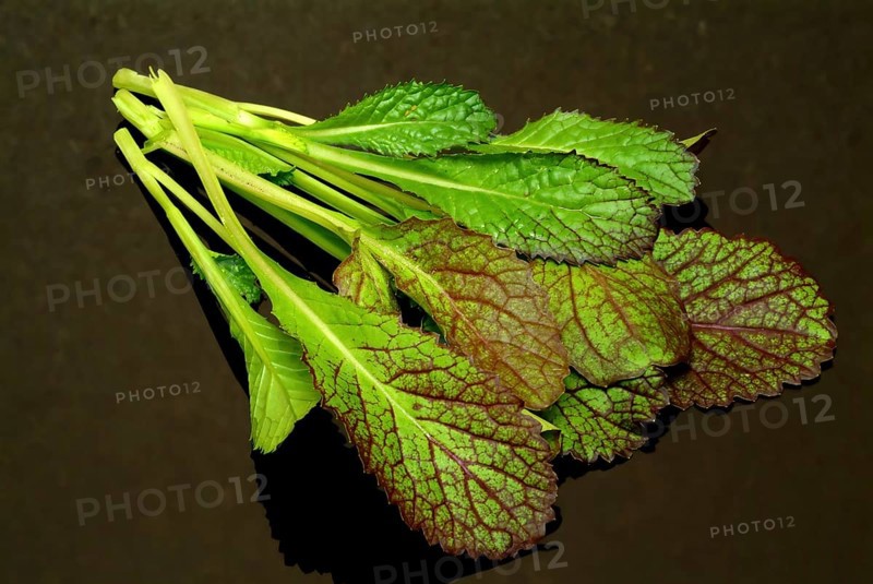 Salat, Gemüse, Rohkoste, Rote Senfsprossen, Brassica juncea / Senfgras, Blattsenf, Indischer Senf, Gemüse, Salat, Rohkost, Brassica juncea, Senape indiana