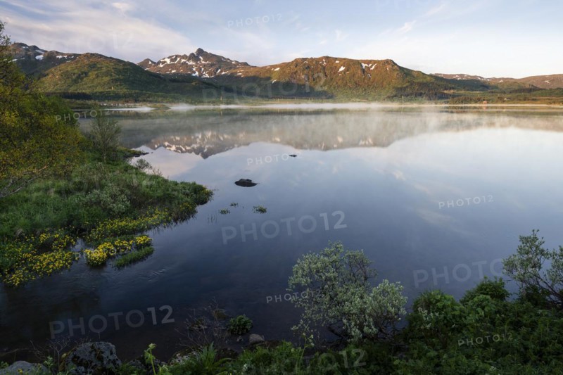Landscape in the Lofoten Islands. Lake Lilandsvatnet, mountains behind. Yellow blooming marsh marigolds (Caltha palustris) in the left foreground. A light morning mist forms over the water. At night at the time of the midnight sun in good weather, blue sky. Golden hour. Reflection. Early summer. Vestvagoya, Lofoten, Norway, Europe