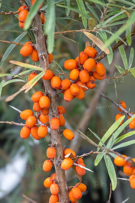 Common sea-buckthorn (Hippophae rhamnoides), fruit, North Rhine-Westphalia, Germany, Europe