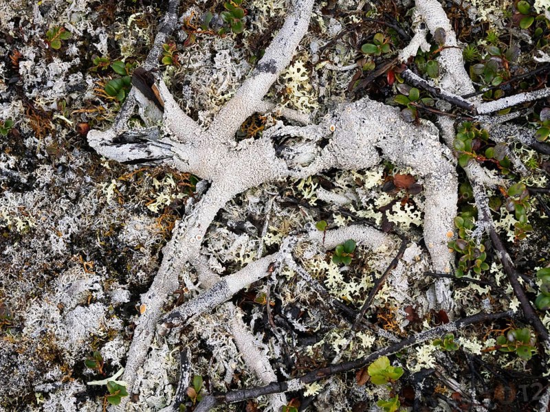 Dwarf Birch (Betula nana), decayed rests covered with lichen, Varanger National Park, Varanger Fjord, May, Norway, Europe