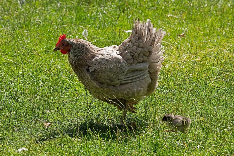 Chicken with chicks, Eime, Leinebergland, Lower Saxony, Germany, Europe