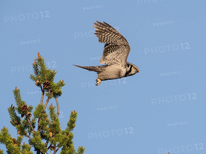 Hawk Owl (Surnia ulula), adult male, in flight taking off from top of young Pine tree (Pinus slyvestris), May, Finnish Lapland