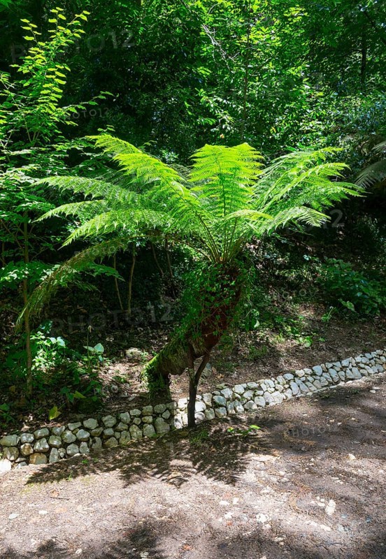Farn im Schatten neben einem steinernen Weg in einem Wald, Baumfarn (Dicksonia antarctica), Mata Nacional do Buçaco, National-Wald von Bussaco, Bucaco, Mealhada, Beira Litoral, Portugal, Europe
