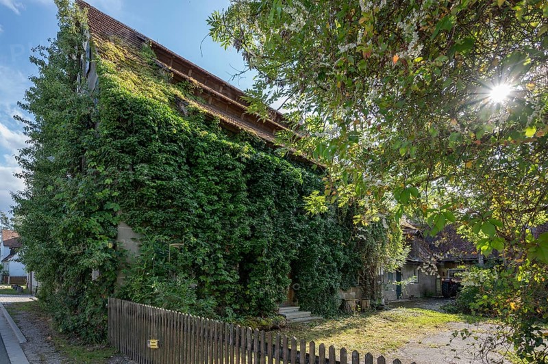 Historic hereditary farm overgrown with ivy (Hedera), Tauchersreuth, Middle Franconia, Bavaria, Germany, Europe