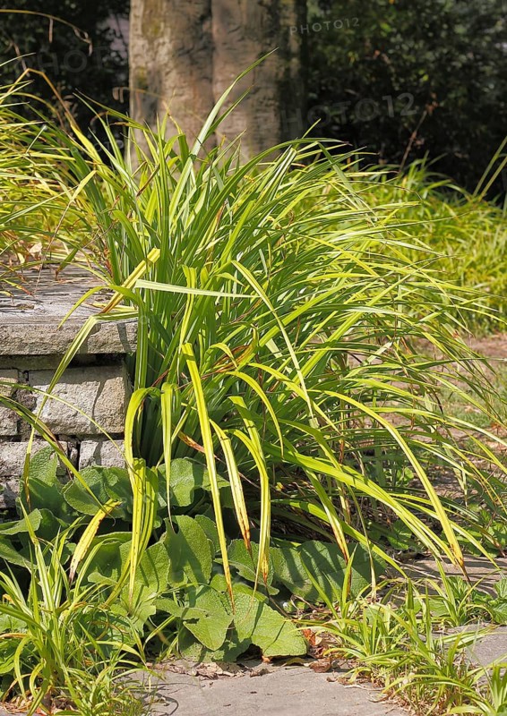 Sedge (Carex), in the park, North Rhine-Westphalia, Germany, Europe