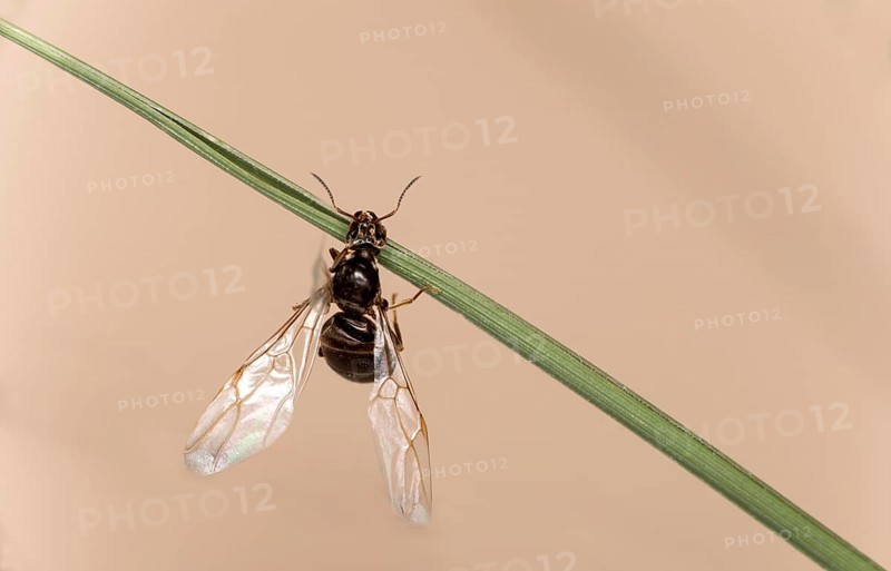 Winged female wood ant (Formica spec.) after hatching, Valais, Switzerland, Europe