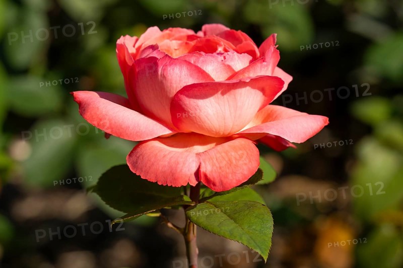 Red blossom of the hybrid tea rose (Rosa), North Rhine-Westphalia, Germany, Europe