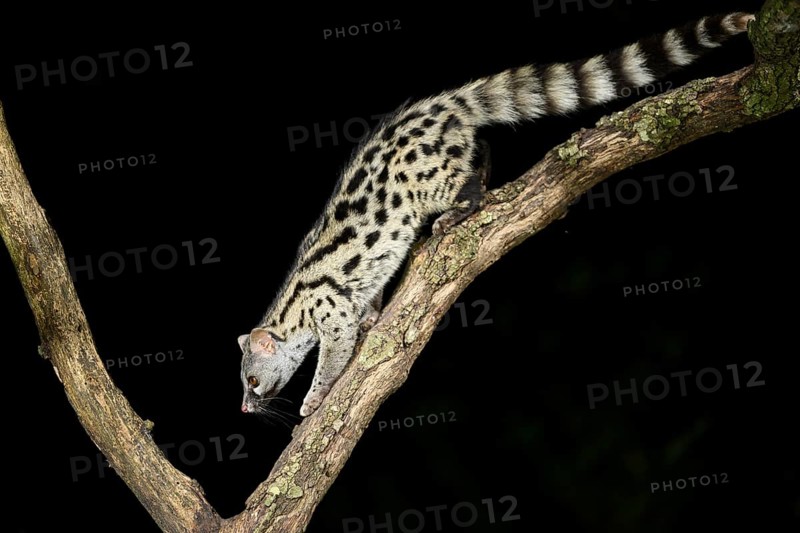 Common genet (Genetta genetta), climbing on a tree wildlife in a forest, Montseny National Park, Catalonia, Spain, Europe