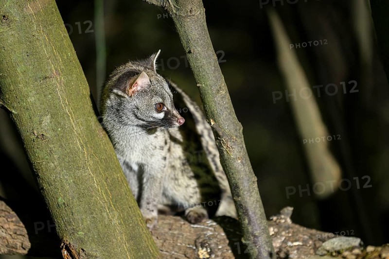 Common genet (Genetta genetta), wildlife in a forest, Montseny National Park, Catalonia, Spain, Europe