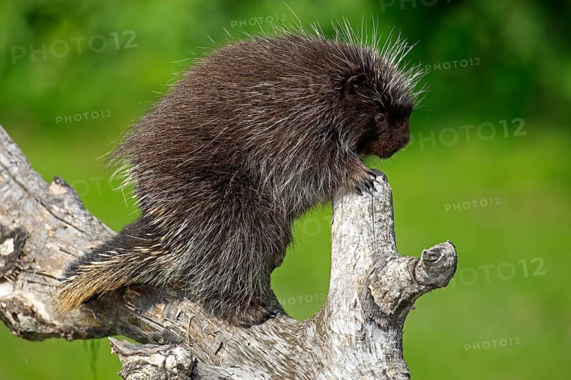 Urson (Erethizon dorsatum), tree porcupine, North American tree porcupine, adult, climbing, tree, Minnesota, USA, North America