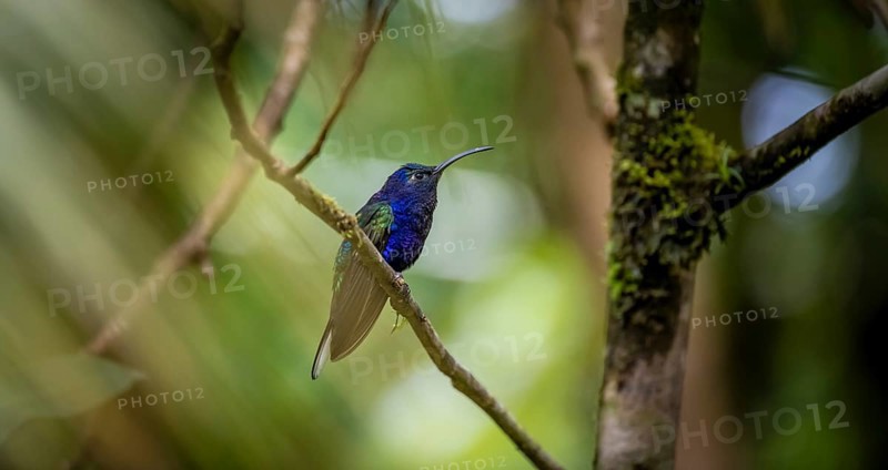 Purple hummingbird wing (Campylopterus hemileucurus), blue hummingbird sitting on a branch, Monteverde cloud forest, Monte Verde, Costa Rica, Central America