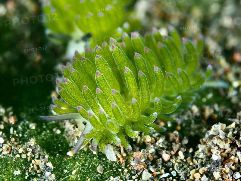 Green nudibranch, leaf sheep snail (Costasiella kuroshimae), on sandy ground in the sea. The snail is also known as Shaun the Sheep. Sea snail with kleptoplastids. The chloroplasts taken up by the green alga Avrainvillea lacerata and stored in its own body are clearly visible. Body length approx. 3 mm. Dive site Puri Jati, Umeanyar, Bali, Indonesia, Asia