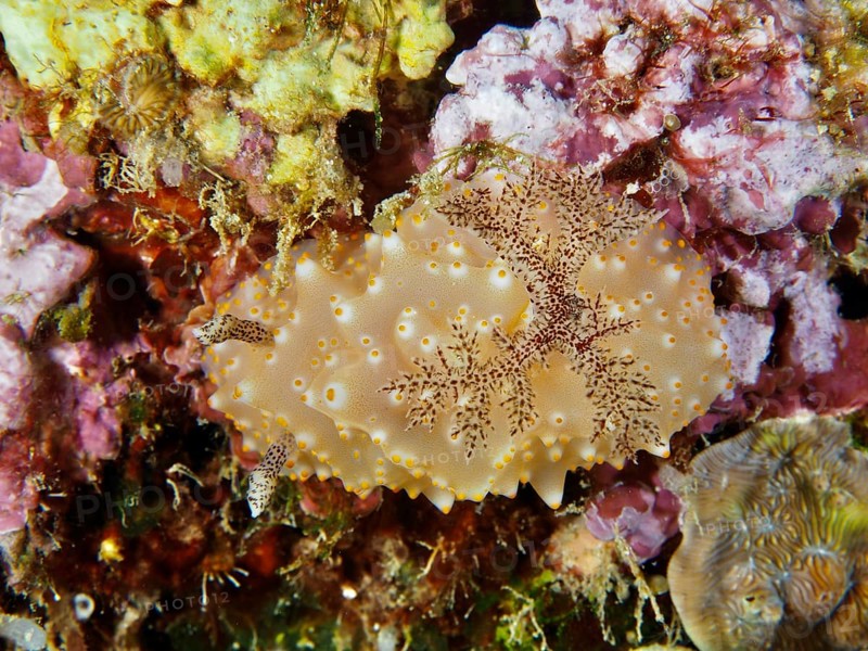 A single brown-yellow nudibranch with blotchy skin, Batangas Halgerda (Halgerda batangas), on coral. Dive site Twin Reef, Penyapangan, Bali, Indonesia, Asia